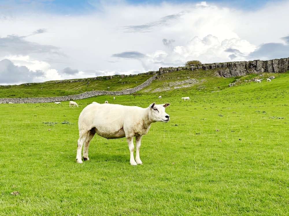 a white cow standing in a grassy field