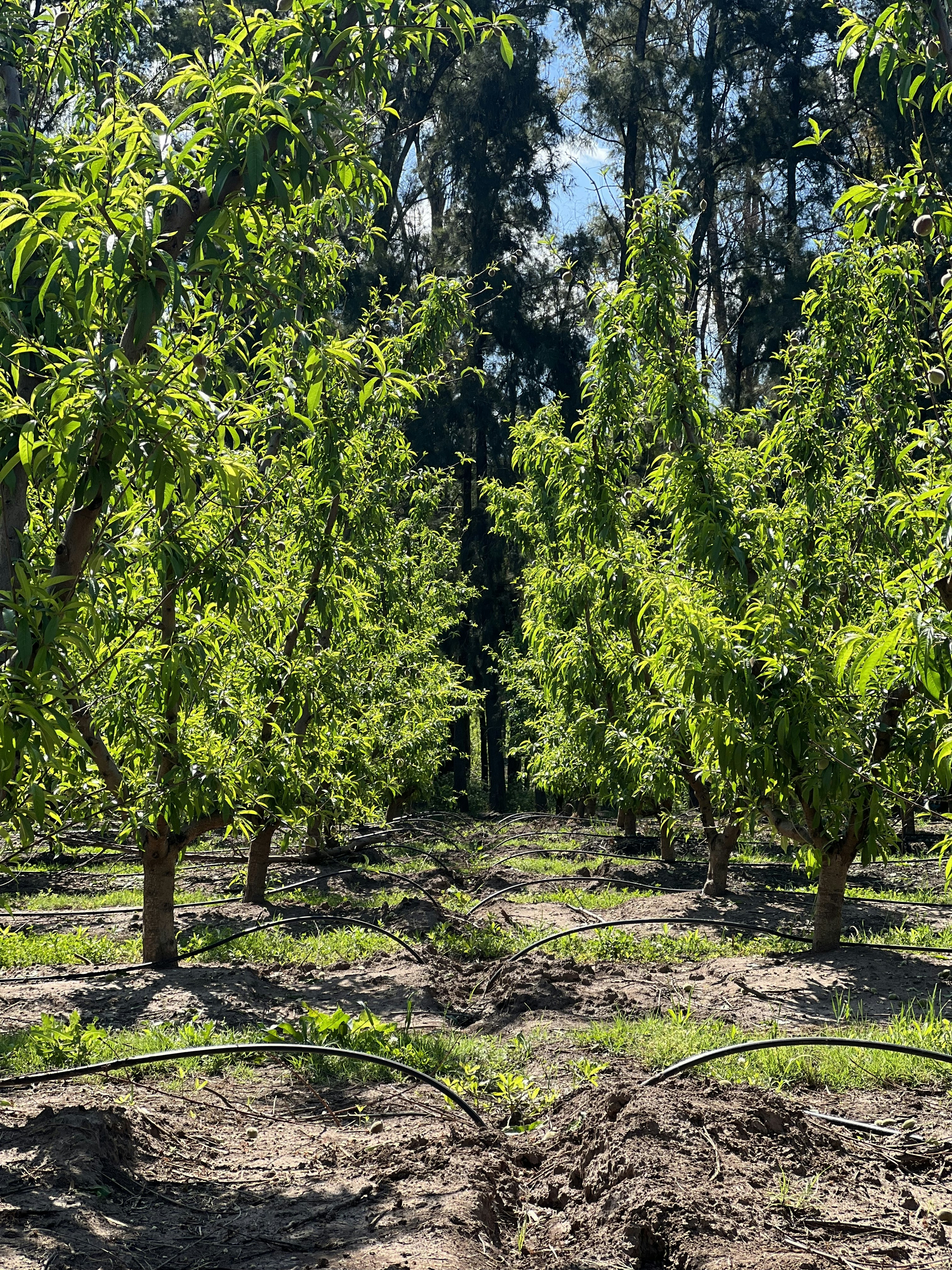 a group of trees that are in the dirt