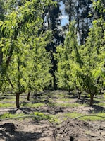 a group of trees that are in the dirt