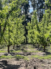 a group of trees that are in the dirt