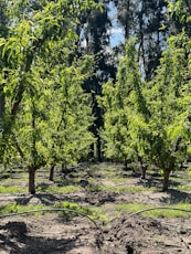 a group of trees that are in the dirt
