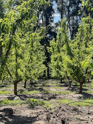 a group of trees that are in the dirt