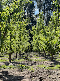 a group of trees that are in the dirt