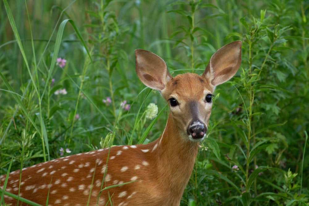 a young deer standing in a field of tall grass