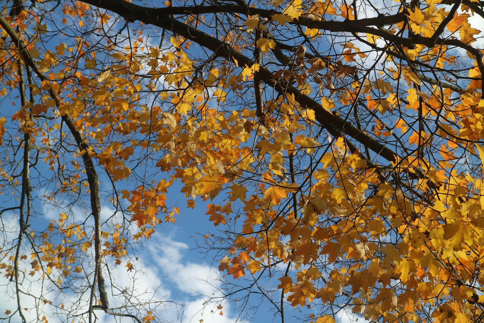 🍂 Preparing for the Fall Market: Seasonal Tips for Selling Your Home in Autumn 2025