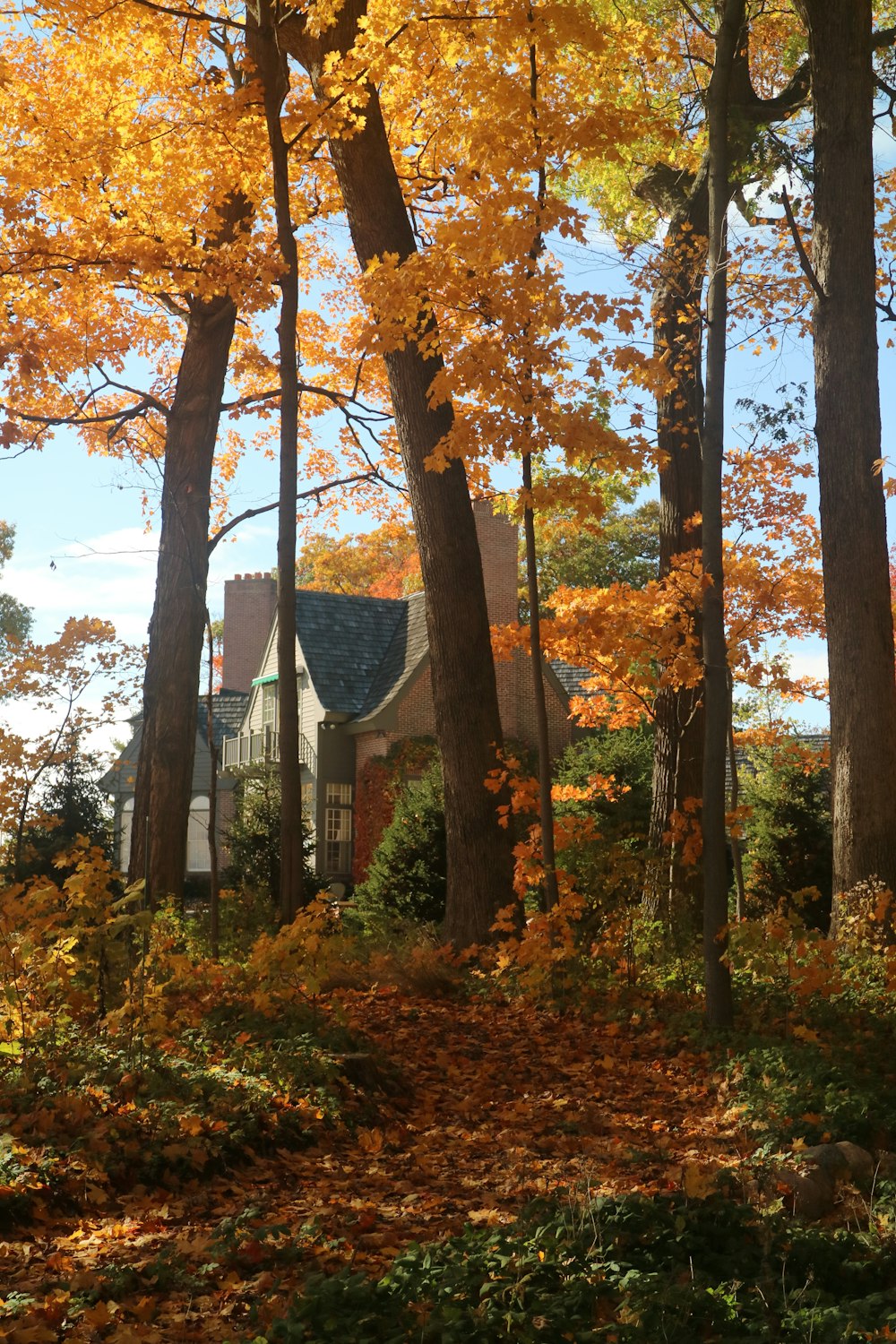 ein Haus im Wald, umgeben von Bäumen