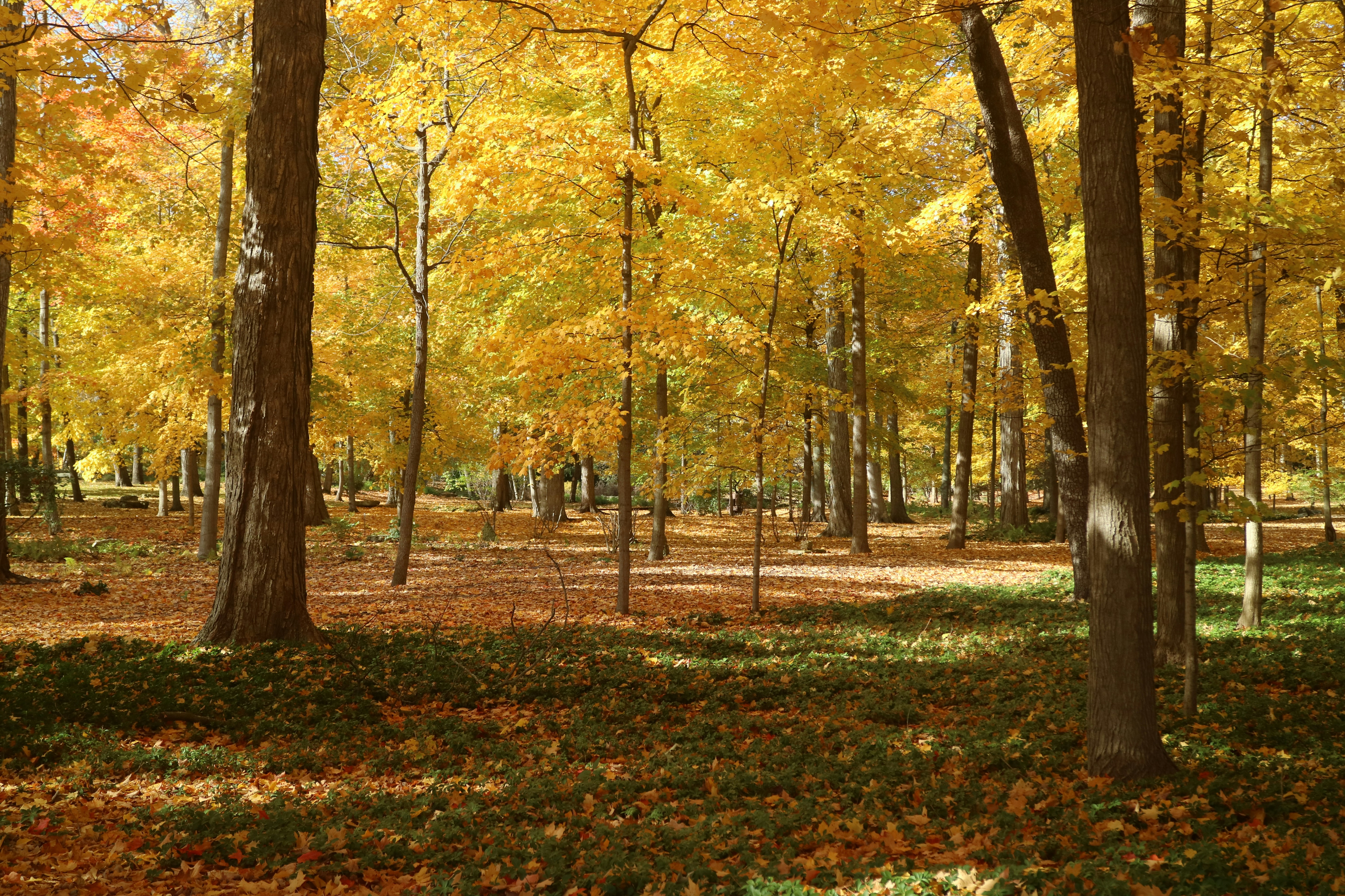 Fall Colors Adventure around Chicago