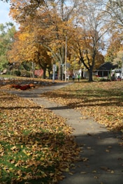 a sidewalk in a park with lots of leaves on the ground