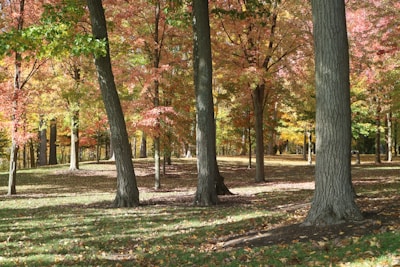 A serene eastern hardwood forest showcasing tall trees with vibrant foliage in autumn colors.