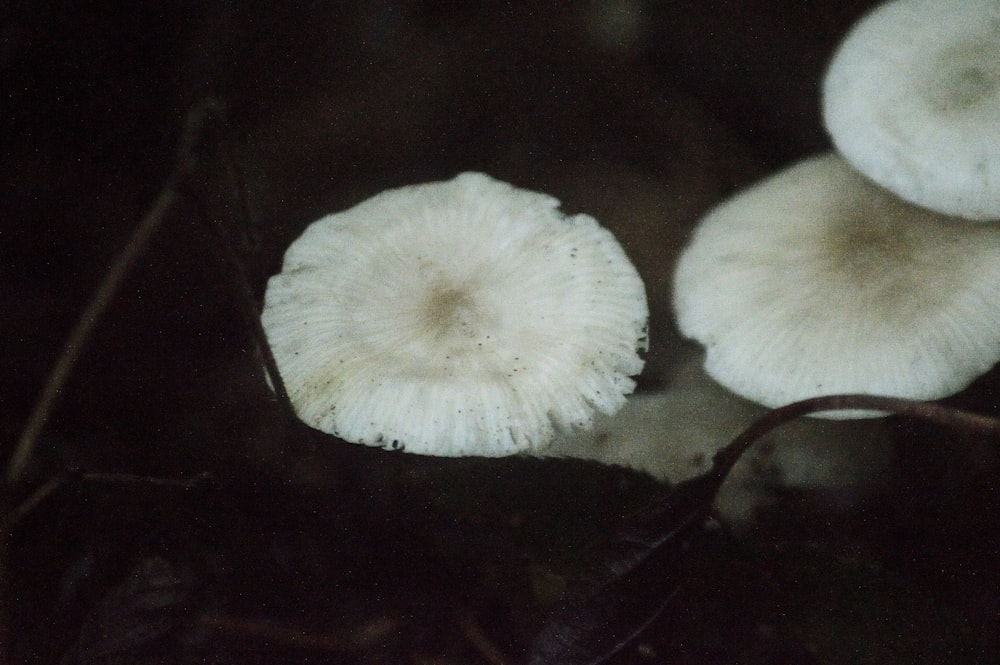 a group of mushrooms sitting on top of a forest floor