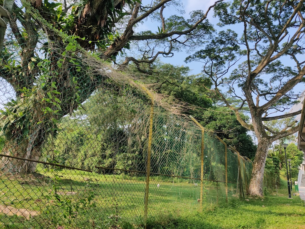 uma girafa ao lado de uma floresta verde exuberante