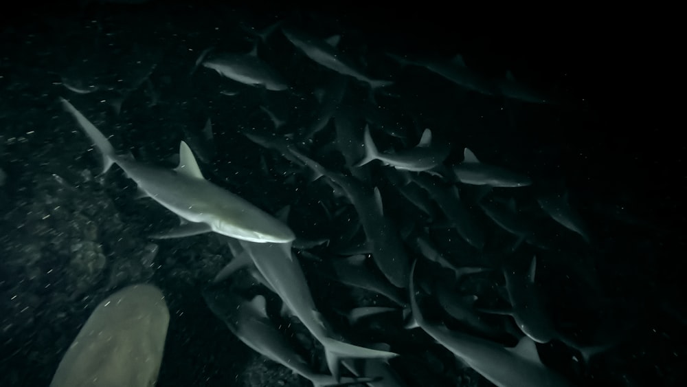 um grande grupo de tubarões nadando na água