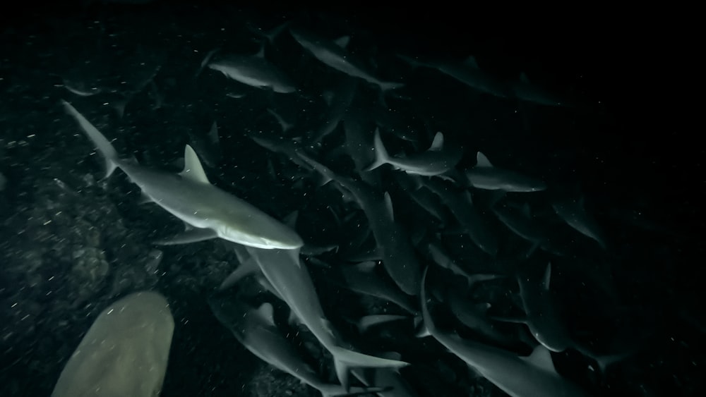 a large group of sharks swimming in the water