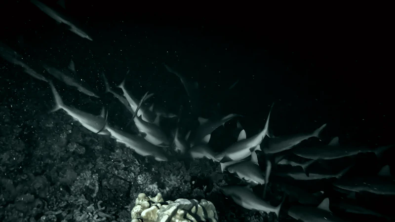 Gerombolan ikan di spot snorkeling malam hari terbaik Indonesia