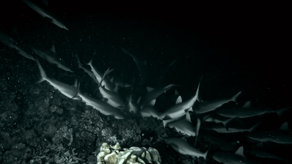 a large group of fish swimming in the water