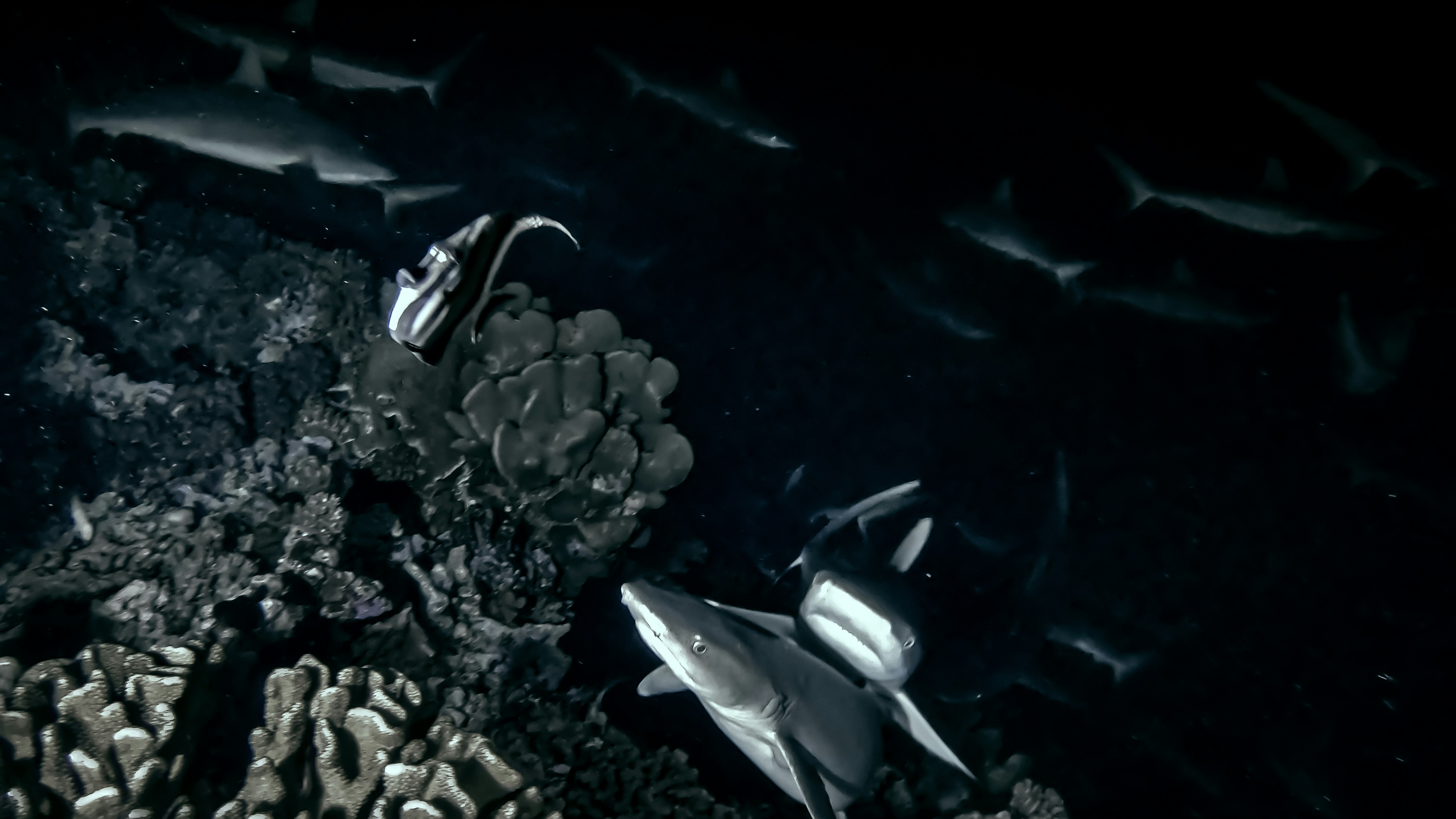 A white tip and grey reef shark hone in on prey. Dropped the saturation to dial up the eerie feeling.