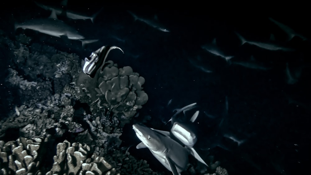 a group of fish swimming around a coral reef