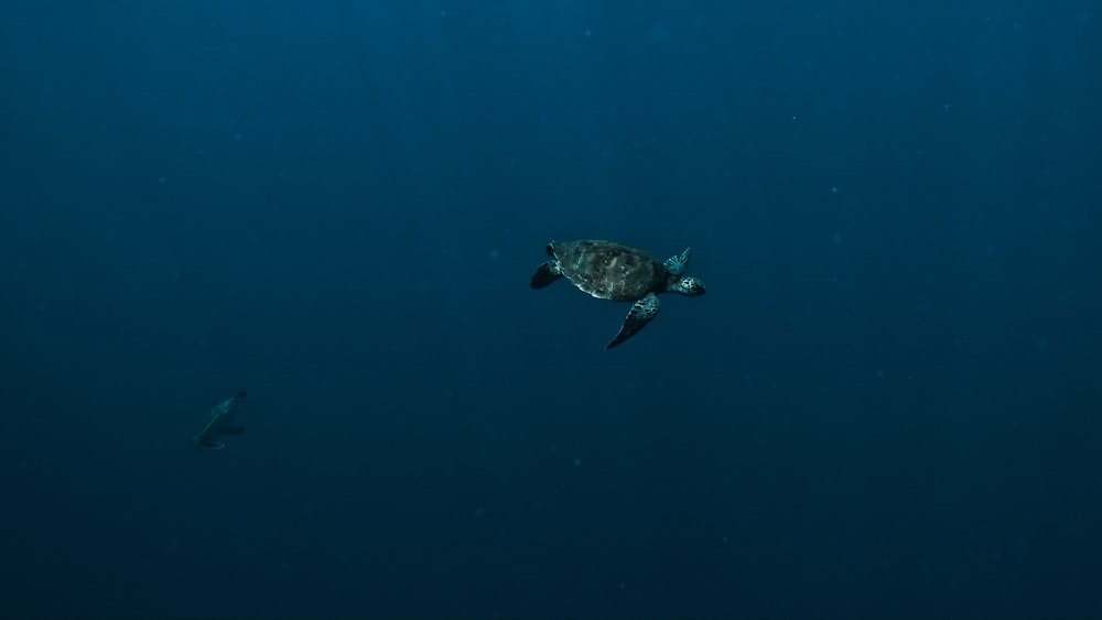 a turtle swimming in the ocean with a fish nearby