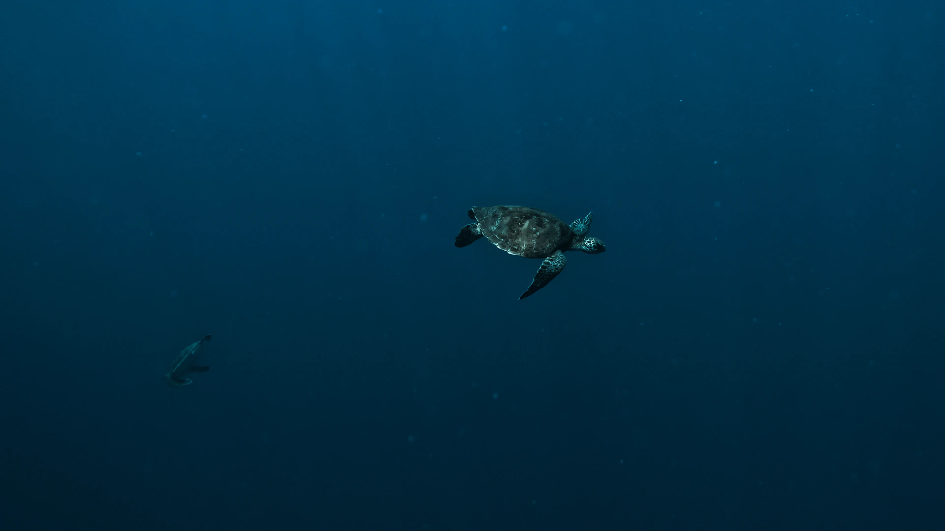 a turtle swimming in the ocean with a fish nearby