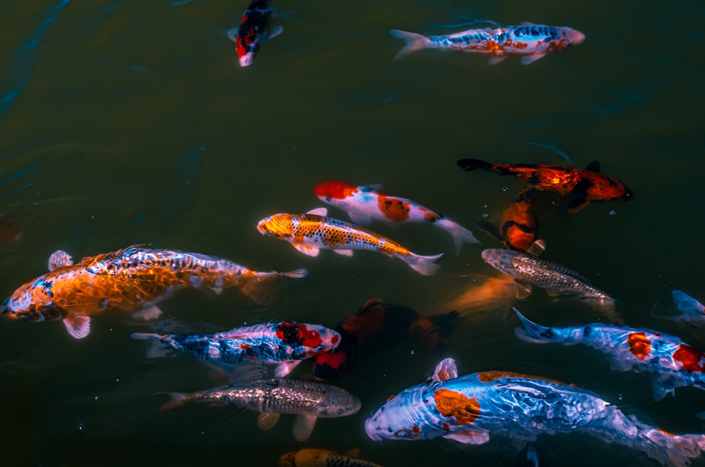 a group of koi fish swimming in a pond