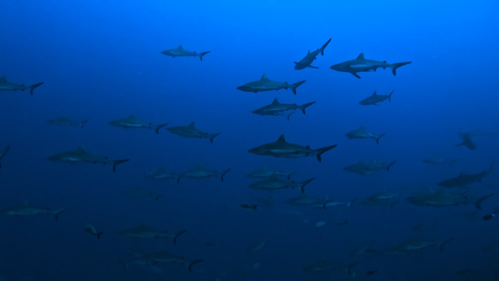 a large group of sharks swimming in the ocean