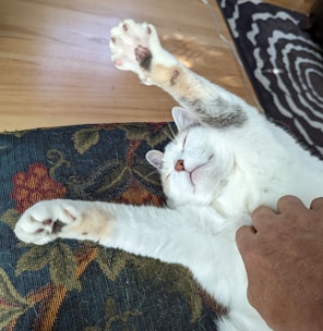 Caring pet sitter giving a comfortable belly rub to a relaxed cat at home.