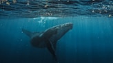a humpback whale swims beneath the surface of the water