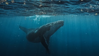 a humpback whale swims beneath the surface of the water