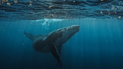 a humpback whale swims beneath the surface of the water