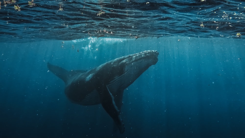 a humpback whale swims beneath the surface of the water