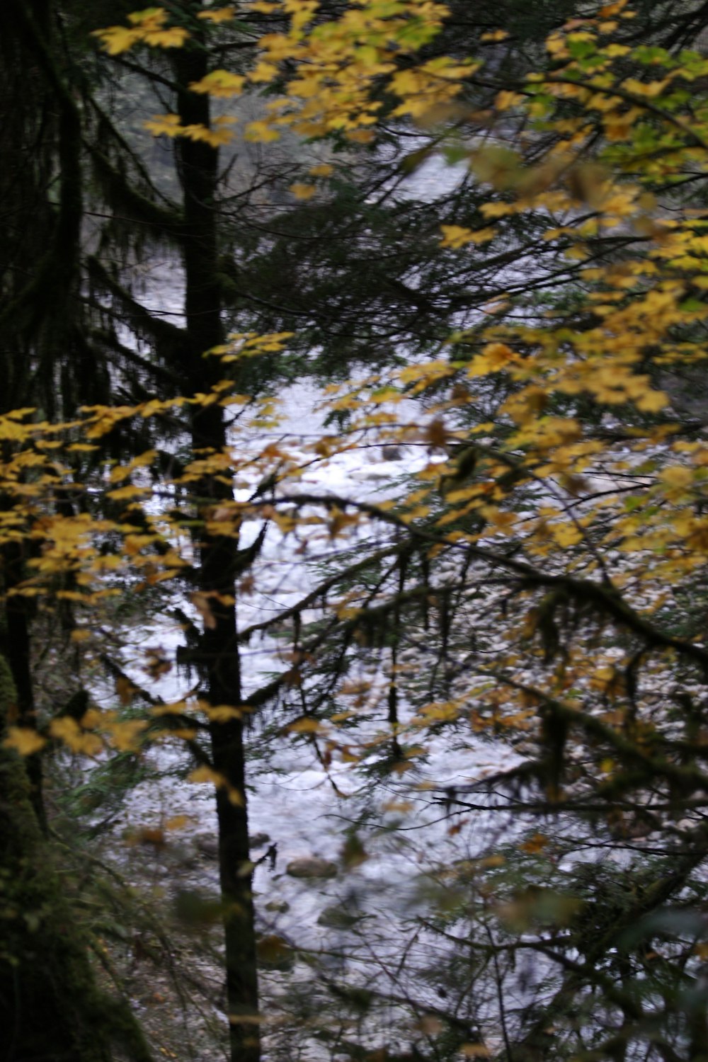 a tree with yellow leaves in the foreground and a body of water in the