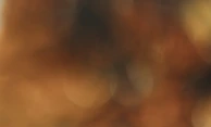 A creative photo capturing the essence of the project with soft focus and warm tones.