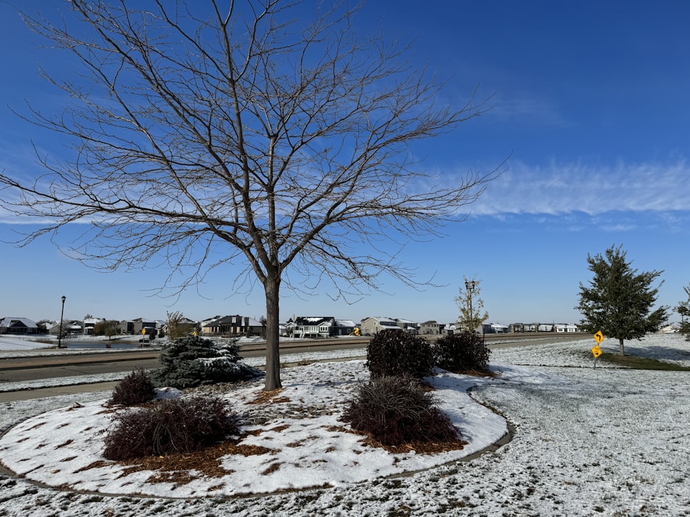 a tree in the middle of a snowy field