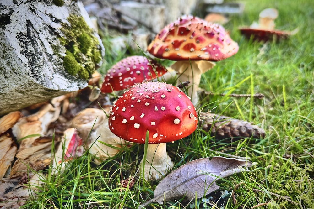 a group of mushrooms sitting on top of a lush green field