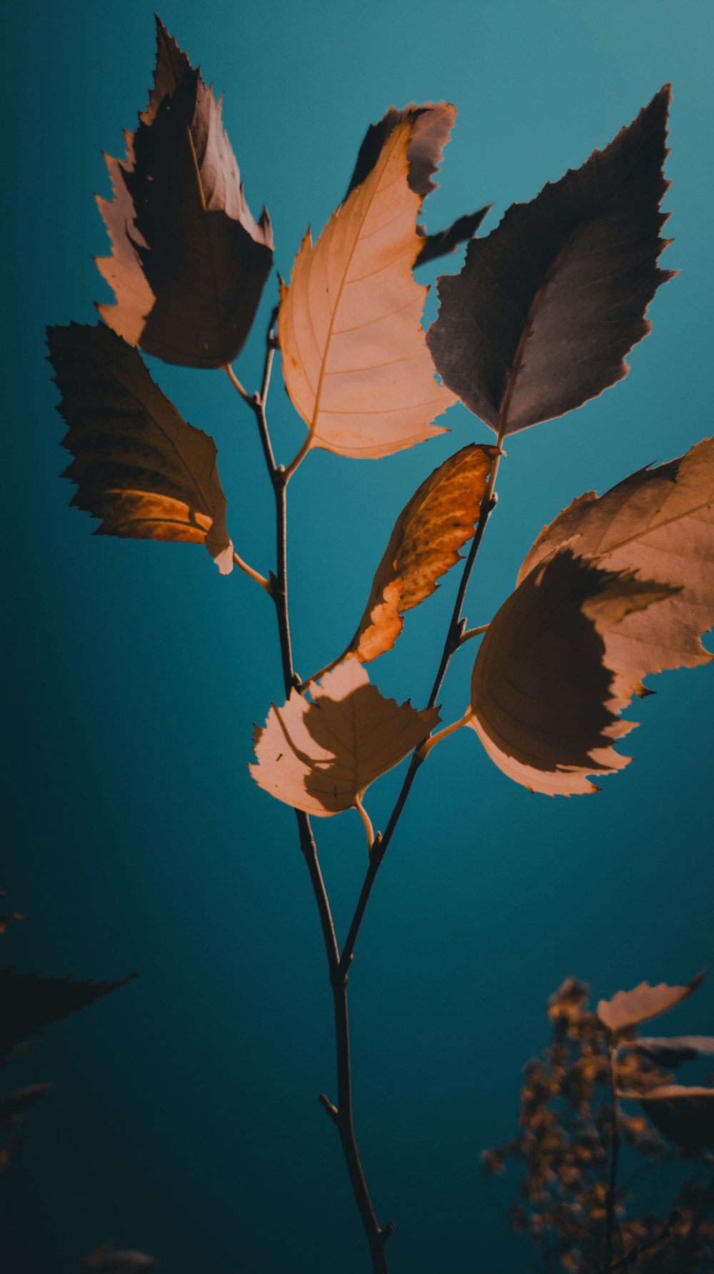 a branch with leaves and a blue sky in the background