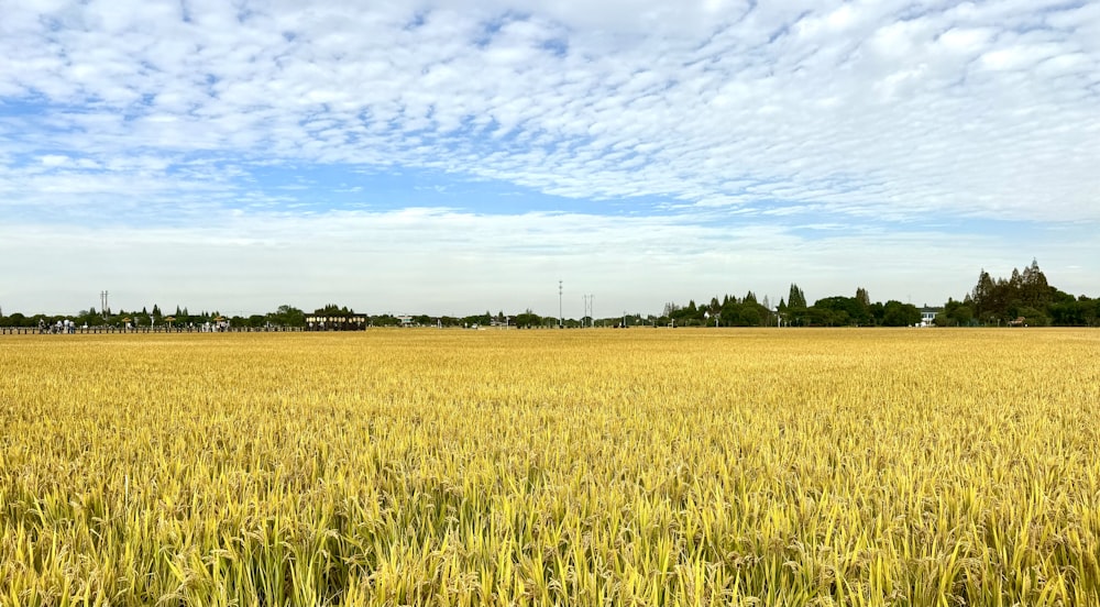 a large field of yellow wheat under a blue sky