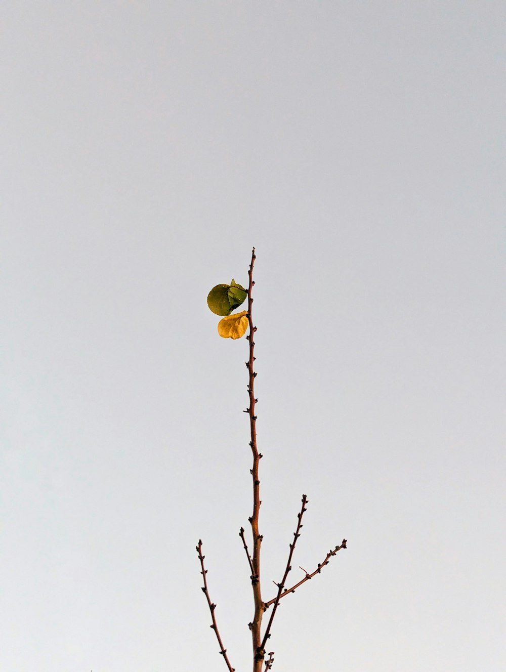 a tree with fruit on it and a sky background