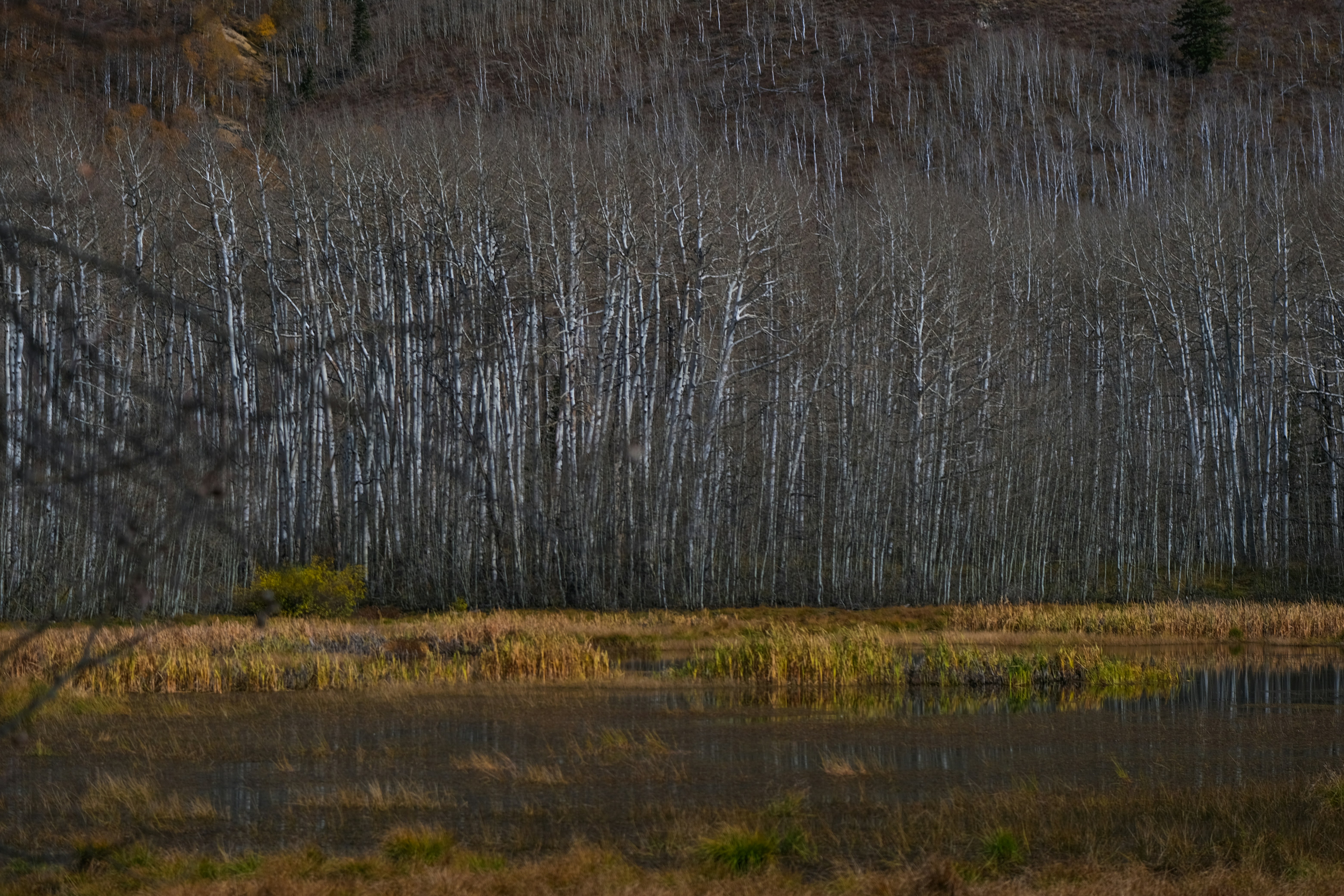 Photo by cestmoisheedy