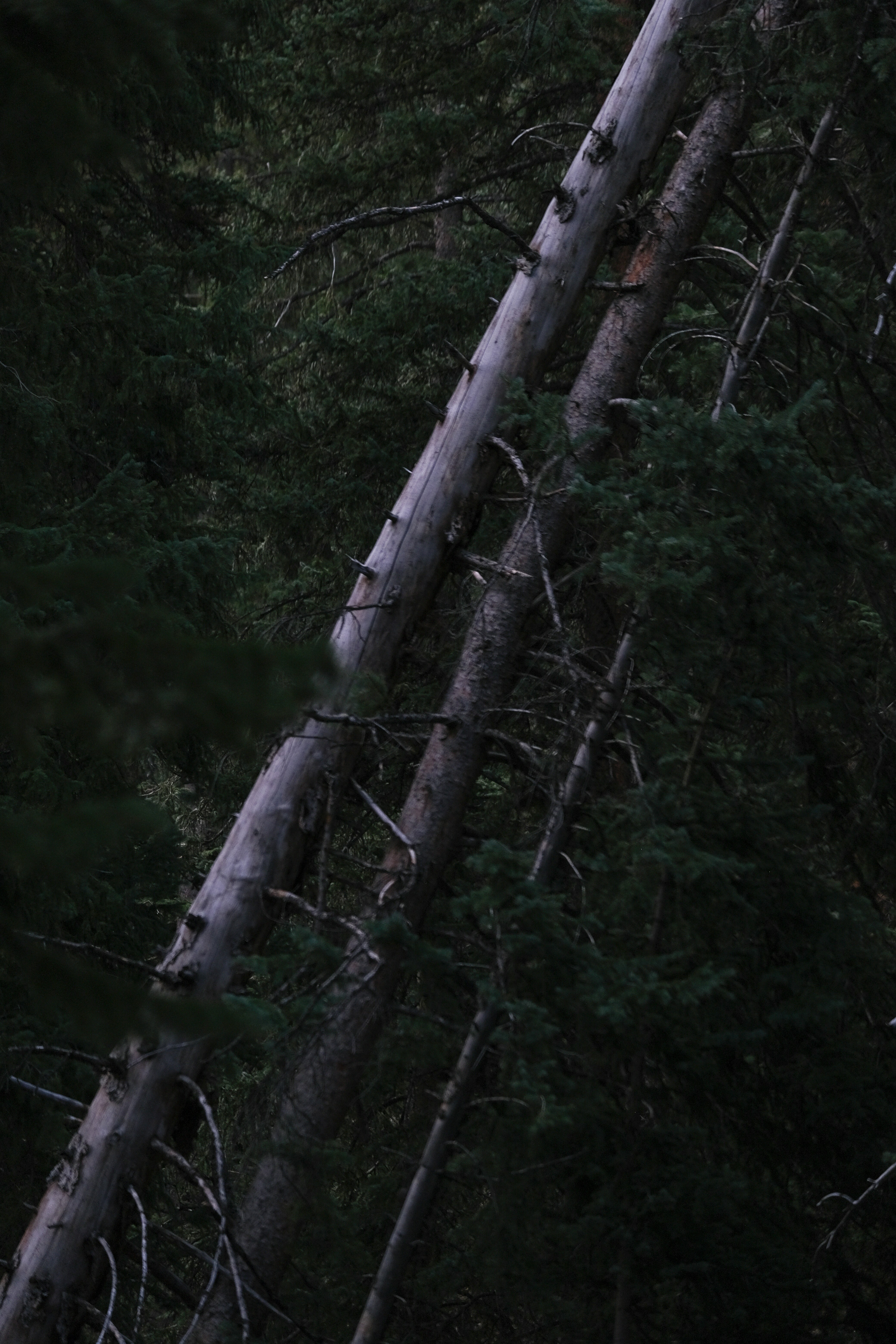 Photo by cestmoisheedy