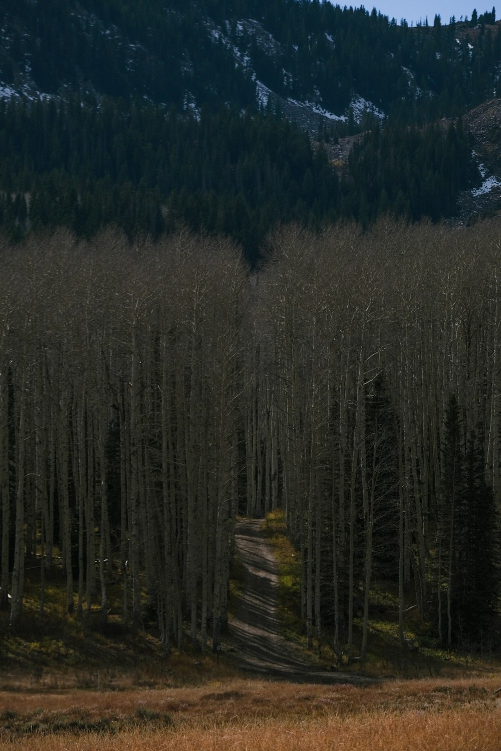 a road in the middle of a forest with a mountain in the background