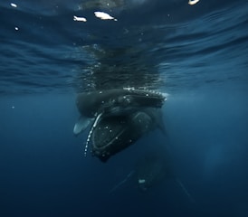 A boat gently cruising near a pod of breaching humpback whales under a clear blue sky.