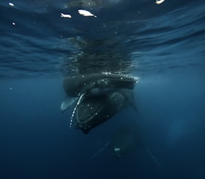 A pod of whales swimming together in the deep blue sea
