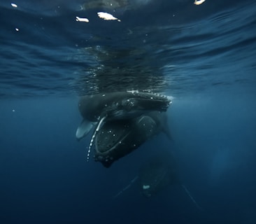 A boat gently cruising near a pod of breaching humpback whales under a clear blue sky.