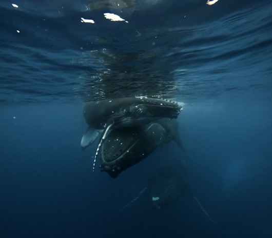 A pod of whales swimming in the ocean.