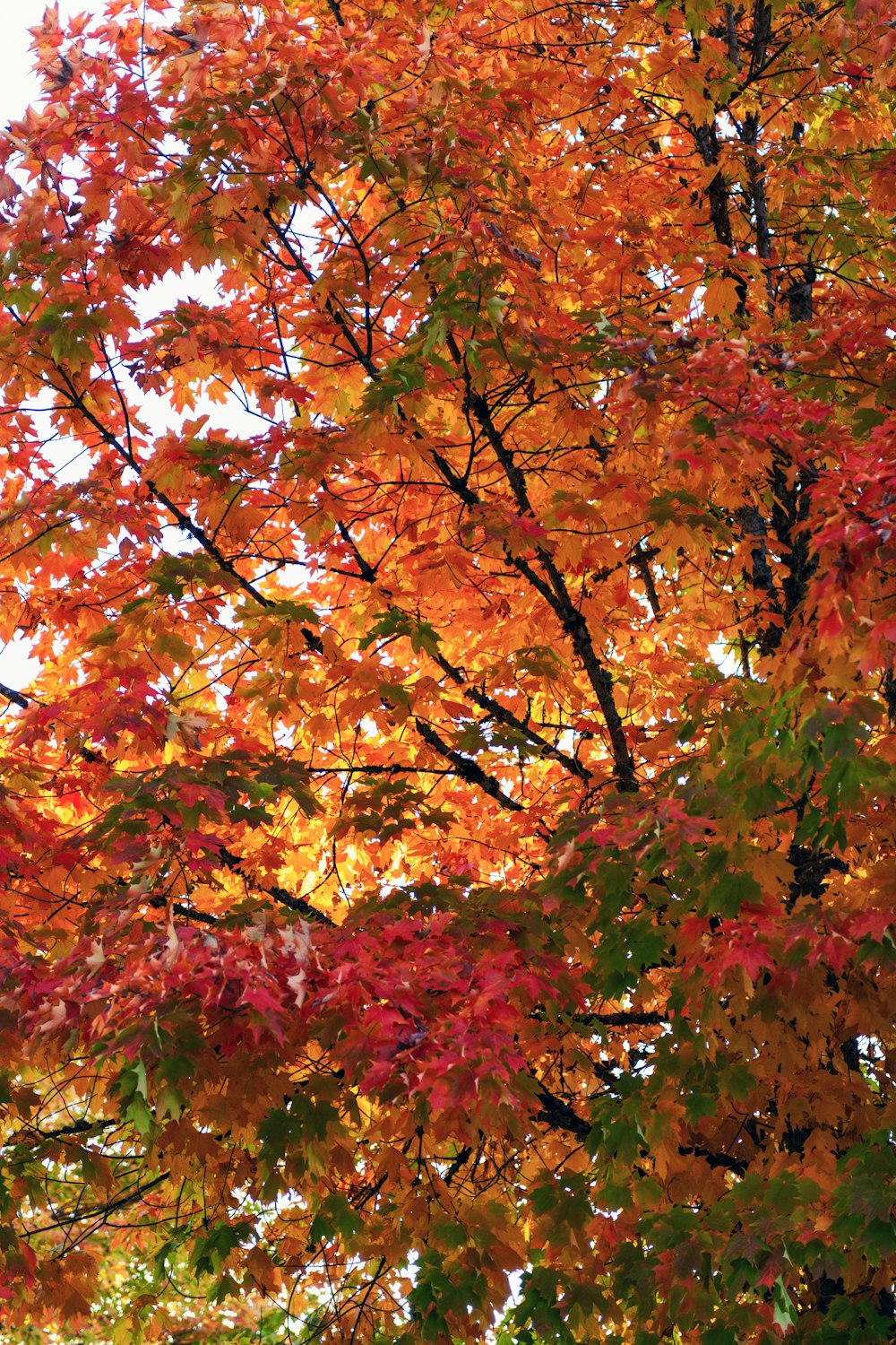 a tree with lots of orange and yellow leaves