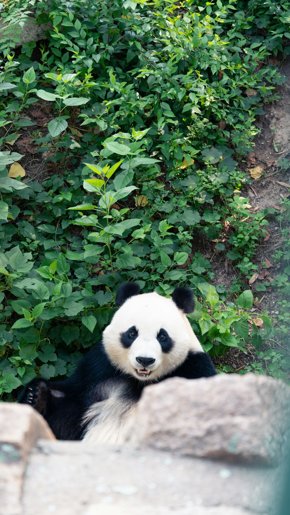 a panda bear sitting on top of a rock