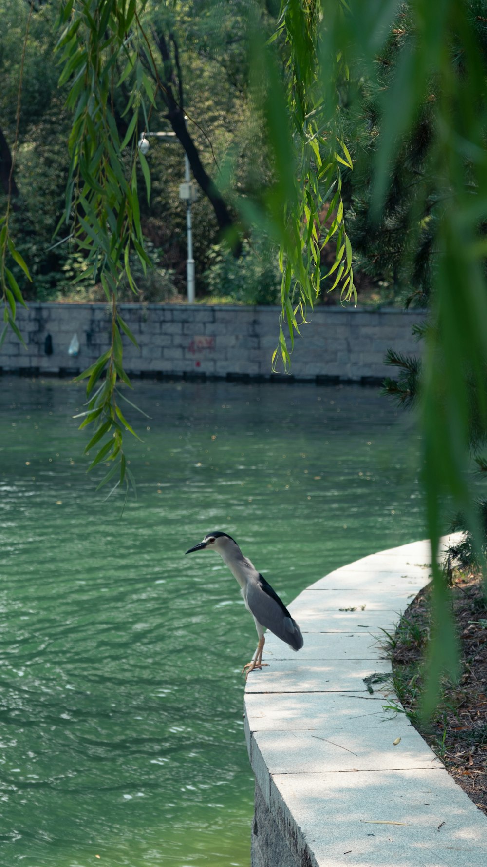 a bird standing on a ledge near a body of water