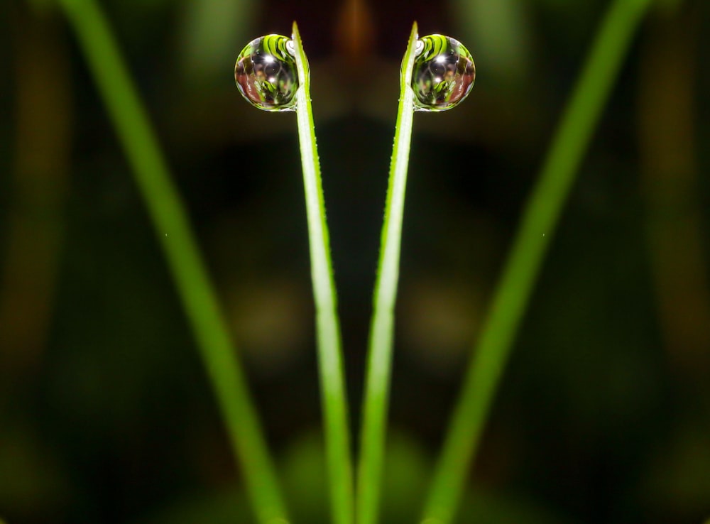 a close up of a green plant with water drops