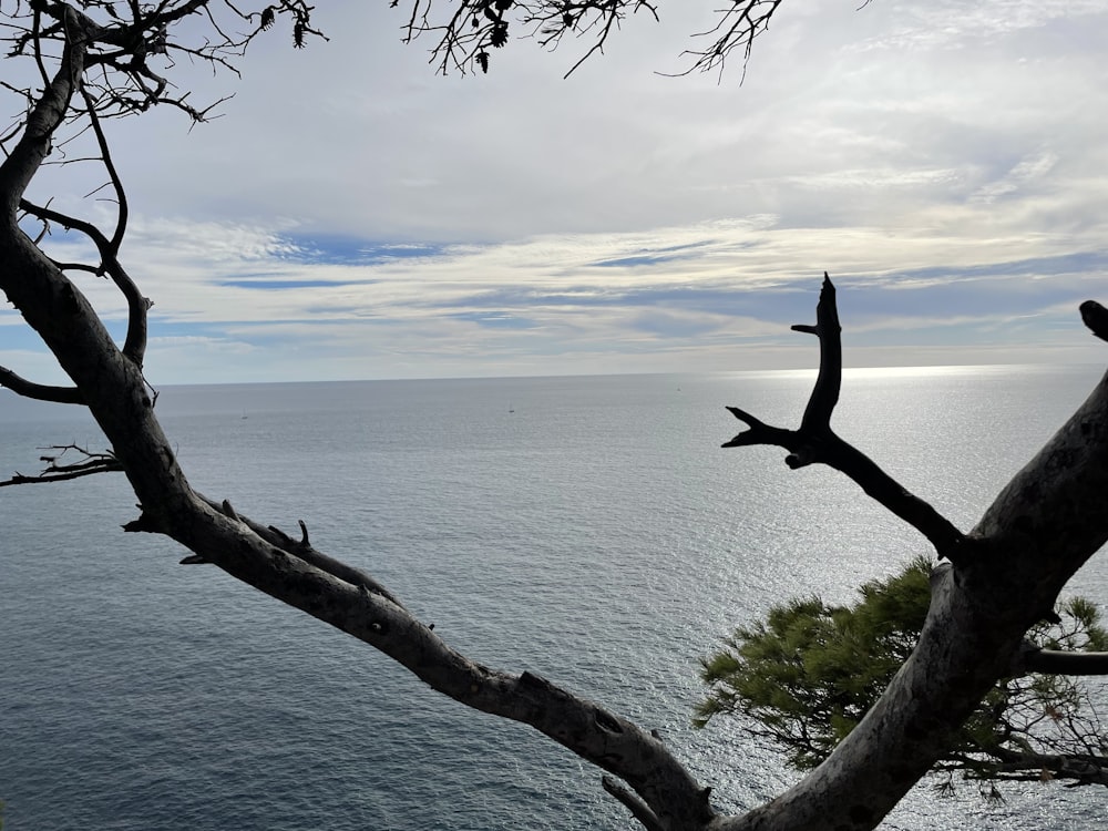 a bird perched on top of a tree next to the ocean