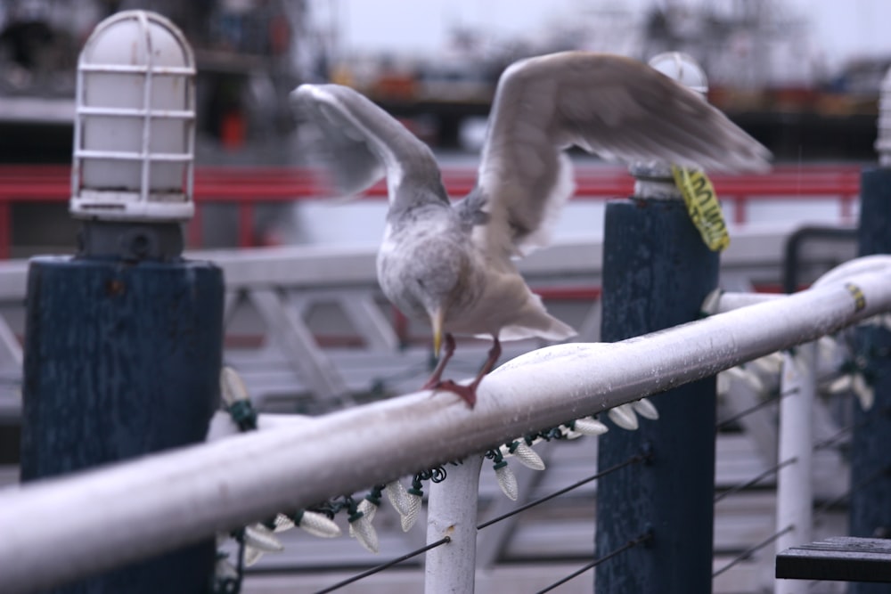 a bird that is standing on a rail